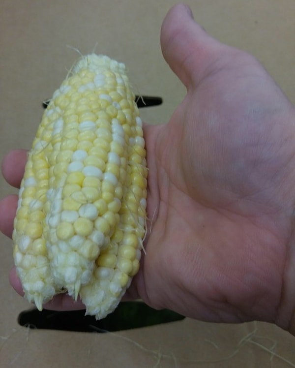 16. "Не время нам расставаться":