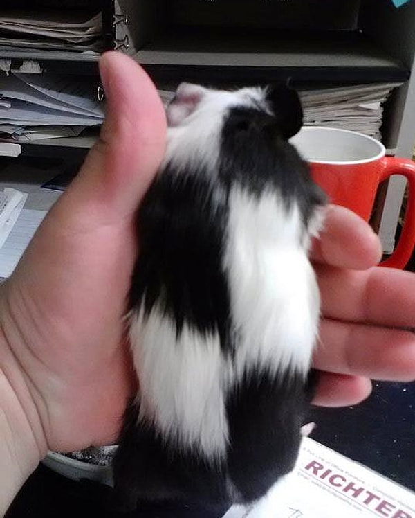 5. Шахматная доска или морская свинка?