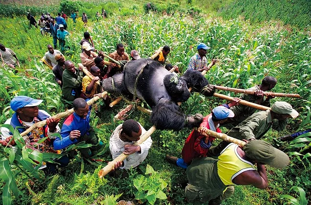 "Горилла в Конго", Брент Стиртон, 2007