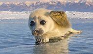 Редкие кадры любопытного тюленя, который отважился на фотосъёмку