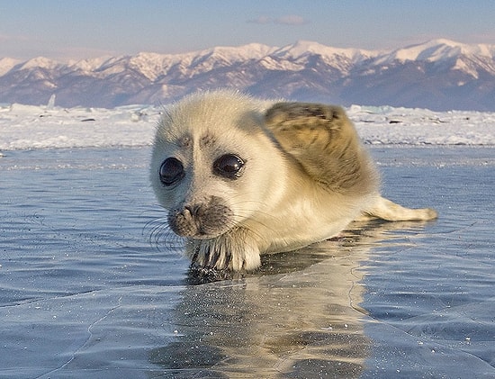 Редкие кадры любопытного тюленя, который отважился на фотосъёмку