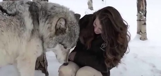 Захватывающее дух видео о дружбе человека и волка