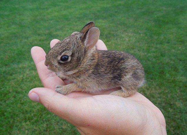 13. Tavşanlar o kadar hassas hayvanlardır ki, korkudan ölebilirler.