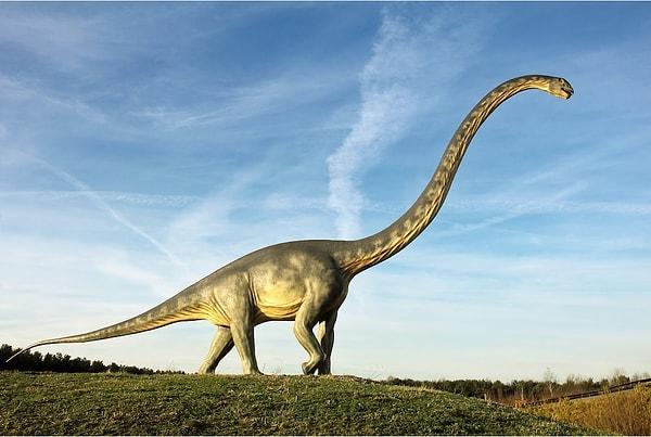 5. Bugüne kadar keşfedilmiş en uzun dinozor, kalıntılarına ABD'nin Wyoming eyaletinde rastlanan, 27 metrelik bir Diplodocus'tur.