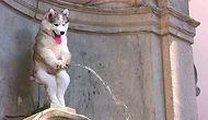 28 Hilarious Photoshops Of The Husky Got Stuck On A Coconut Tree!