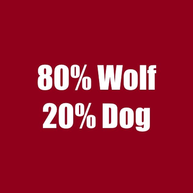 80% Wolf 20% Dog!