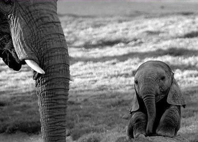 4. Baby elephant