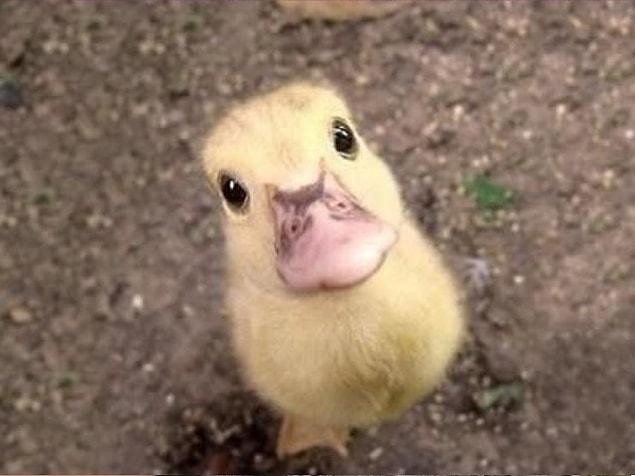 6. Baby duckling