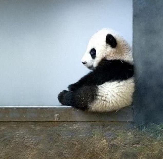 Adorable Little Baby Animals That Are Too Cute To Be True Onedio Co