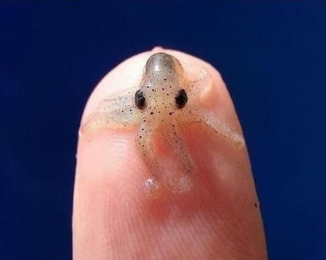 19. Baby octopus