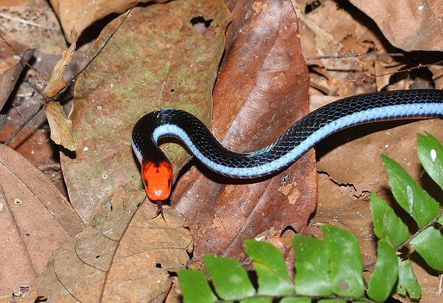 When scientists were researching the factors that made this snake so unique, they found some surprising things.