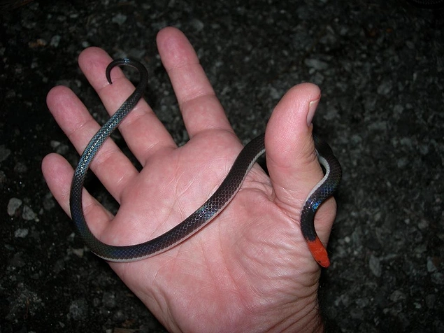 Blue coral snake bite