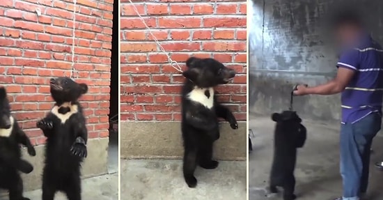 Sirklerde Gösteri İçin Eğitilen Yavru Ayıların İnsanın İçini Sızlatan Zulüm Görüntüleri