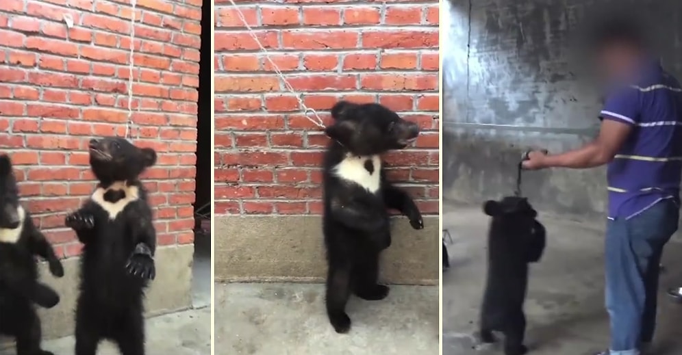 Sirklerde Gösteri İçin Eğitilen Yavru Ayıların İnsanın İçini Sızlatan Zulüm Görüntüleri