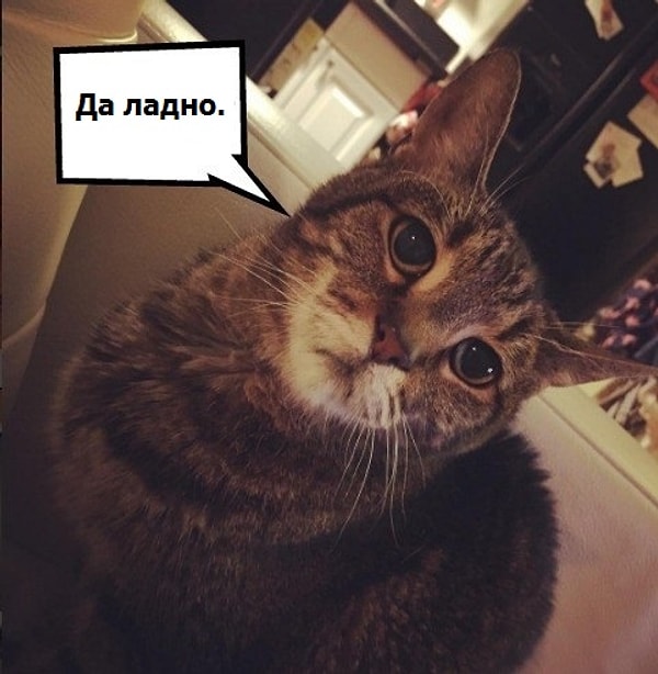 7. "Я хотела написать своему коту сообщение, но когда обнаружила, что его нет в контактах, разревелась и долго не могла успокоиться"
