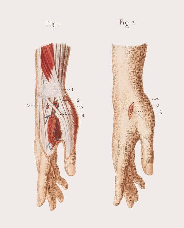 8. Мышцы запястья и руки