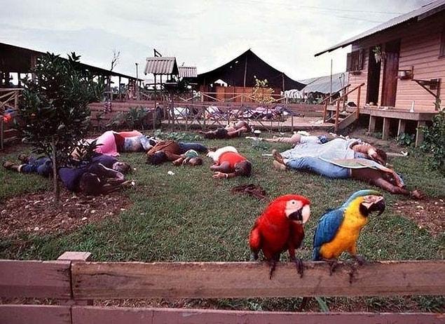 15. Two macaws perch on a fence in Jonestown, where over 900 members of the People's Temple Cult committed mass suicide, 1978.