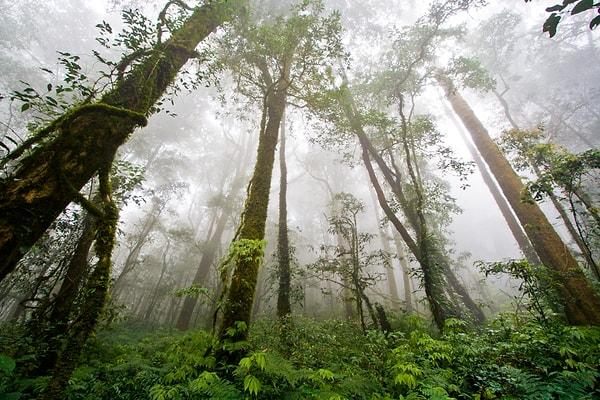 Araştırmacılar, göbek deliklerini yağmur ormanlarına benzetiyor.