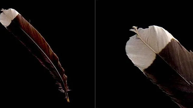 Самое дорогое в мире перо, принадлежавшее вымершей птице гуйя - $8 000