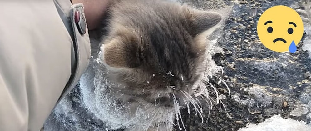 Buza Yapışmış Vücudu ile Hareketsiz Bir Şekilde Duran Kediyi Kurtaran Güzel İnsanlar