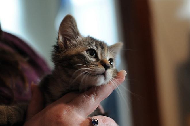 Kalbinizi Sevgiden Patlatmaya Yemin Etmiş 11 Tontiş Kedi