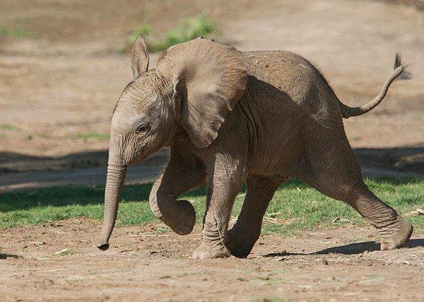 Fillerin korktuğu şeyse, ani hareketler.