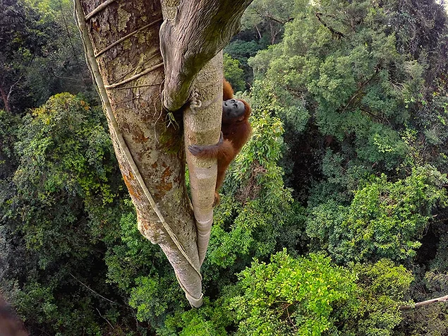 Калимантанский орангутан на дереве в дождевом лесу в Индонезии. Популяция этих животных оказалась под угрозой из-за браконьерства и вырубки лесов