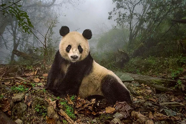 16-летняя большая панда по имени Е-Е отдыхает на огороженном участке питомника на территории природного заповедника Волун. Иероглифы ее имени объединяют Японию и Китай, прославляя дружбу двух стран. Ее дочка Хуа Янь готовится к вольной жизни