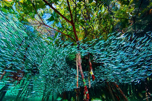 В мангровых зарослях закручивается водоворот мальков. Рыбешки в палец толщиной прячутся в корнях и держатся большими косяками, чтобы сбить с толку хищников. Коралловые рифы, Куба