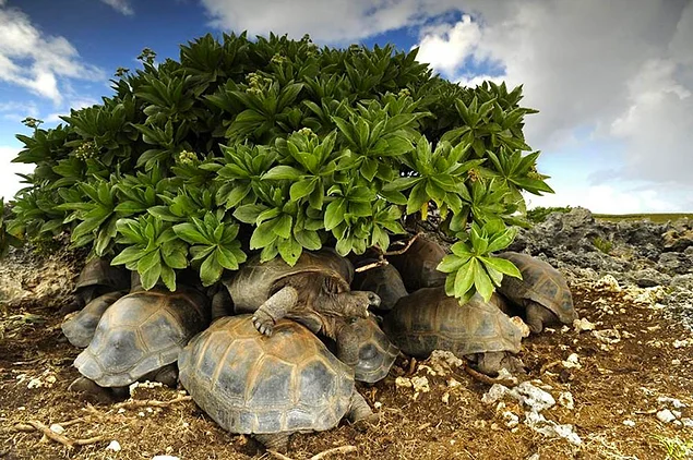 Сейшельские гигантские черепахи ищут укрытия от солнца, чтобы избежать смерти от перегрева