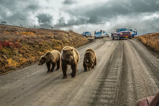 Медведица и ее потомство оказались причиной огромной пробки. Аляска, США