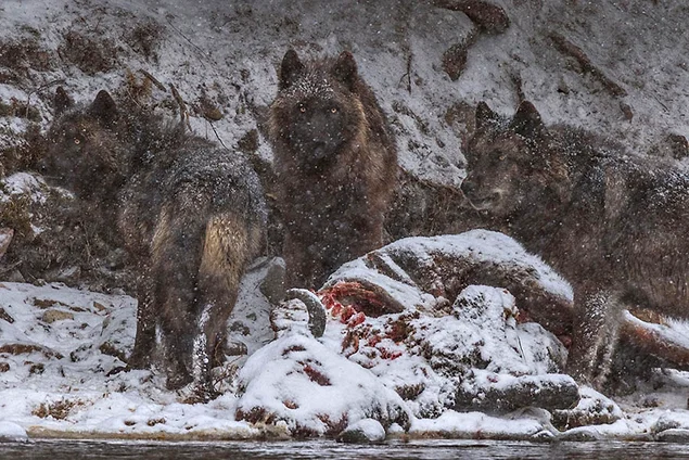 Туша американского бизона, который утонул в реке Йеллоустон, стала поводом для праздника альфа-самки (справа) и ее двухлетних волчат. Река Йеллоустон, Вайоминг