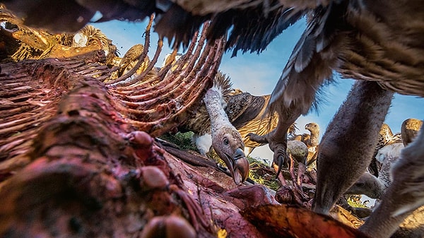 21. Гриф Рюппеля ест останки зебры. Серенгети, Восточная Африка