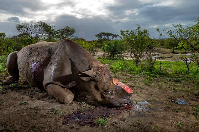 Браконьеры убили этого черного носорога крупнокалиберными пулями, польстившись на его рог, у водопоя в национальном парке Хлухлуве-Умфолози. На сегодняшний день осталось всего 5 тыс. особей этого вида носорогов