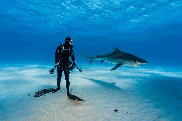 Дайвер среди тигровых акул. Багамские Острова