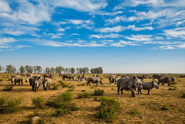 Носорогам отпилили рога, в надежде, что так браконьеры не станут их убивать. Южная Африка