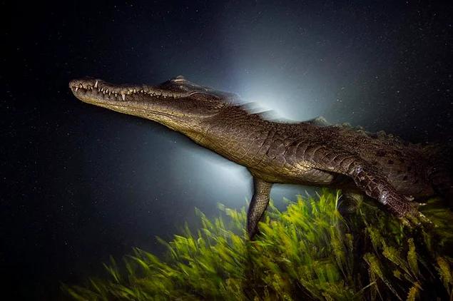 Острорылый крокодил, пробудившись от вечернего сна на ложе из морской травы — талассии, устремился в непроходимые мангровые дебри. Растущие популяции суперхищников вроде крокодилов и акул — главный признак здоровой экосистемы