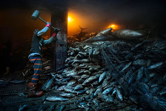 Рабочий пытается отделить замороженную рыбу. Филиппины