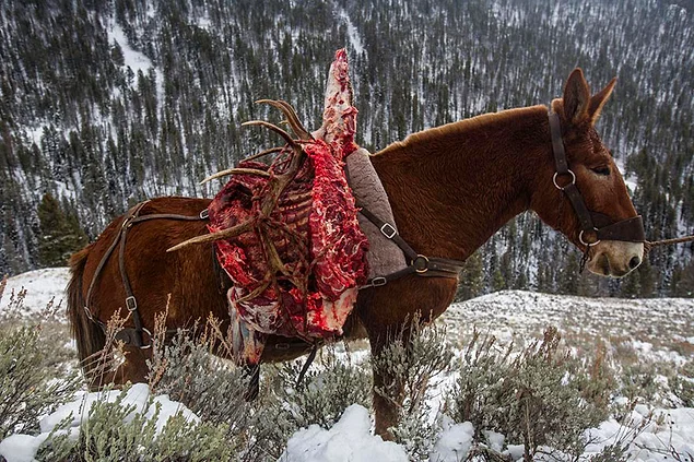 Вылазка на охоту, организованная бюро конных прогулок Hell’s A-Roarin’ Outfitters недалеко от границы Йеллоустонского национального парка. Истребление хищных животных в парке не прекратилось даже после его передачи Службе национальных парков США