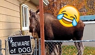 13 ‘Beware Of Dog’ Signs Gone Completely Wrong!
