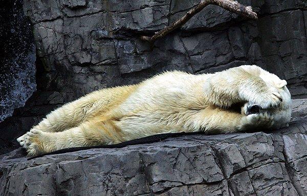 22. 8 Temmuz | Kutup Ayısı Arturo, 30 Mutsuz Yılın Ardından Hayvanat Bahçesinde Delirerek Öldü...