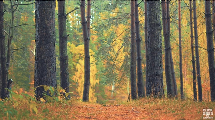 İzlemesi Aşırı Keyifli Şeylerde Bugün: İnsana Huzur Veren Dinlendirici Yağmur Sesi