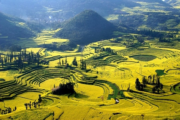 10. Это удивительное представление природы – результат цветения цветочных полей Канола. Где происходит это удивительной красоты явление?