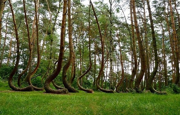 11. Криволесье. Роща приблизительно из 400 искривленных сосен. Где находится эта, словно сошедшая с картин художников, фантазия природы?