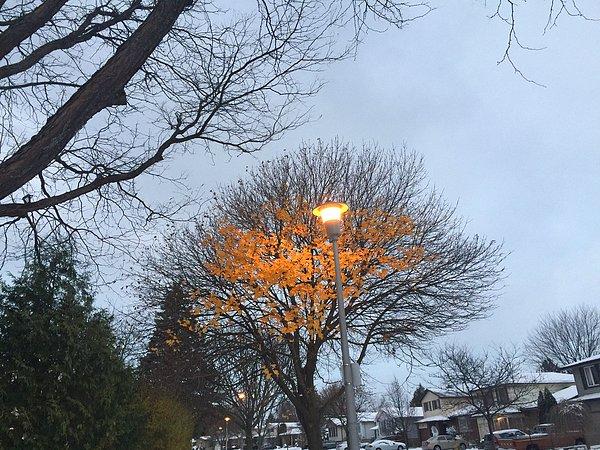 18. Isısıyla kurumuş yaprakların düşmesini engelleyen sokak lambası.