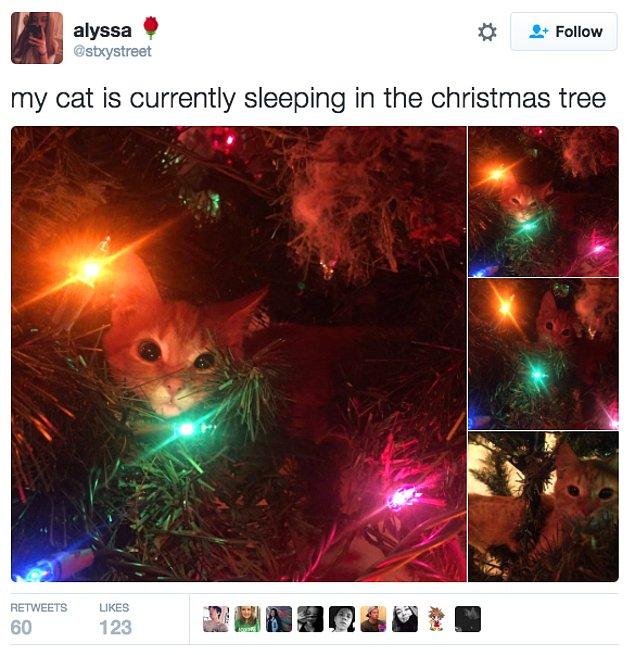 11. "Kedim yılbaşı ağacında uyuyor şu an."