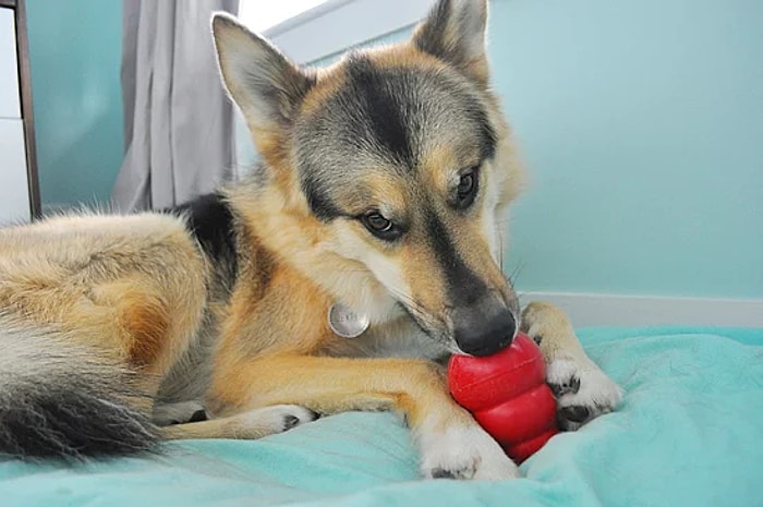 Can Dostu Bir Köpekle Birlikte Yaşayanlar İçin Birbirinden Pratik ve Eğlenceli 31 Tavsiye