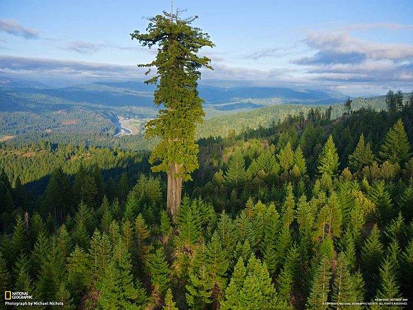 3. Yaklaşık 700-800 yaşında ve 115 metre uzunluğunda olan dünyanın en uzun ağacı