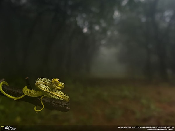 7. Первое место, категория «Портреты животных»: Унося в чащу леса!