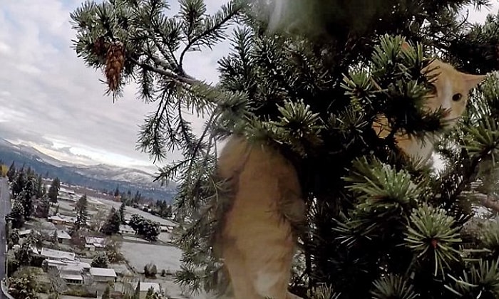 Tırmandığı Ağaçta 72 Saat Mahsur Kalan Kediyi Kurtaran Koca Yürekli Adam